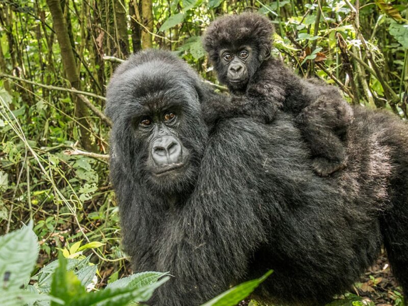 Uganda gorilla trekking honeymoon packages