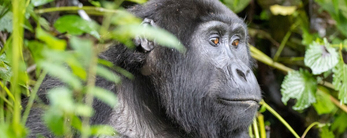 Uganda gorilla trekking itineraries