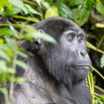 Uganda gorilla trekking itineraries