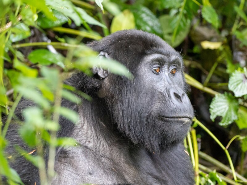 Uganda gorilla trekking itineraries