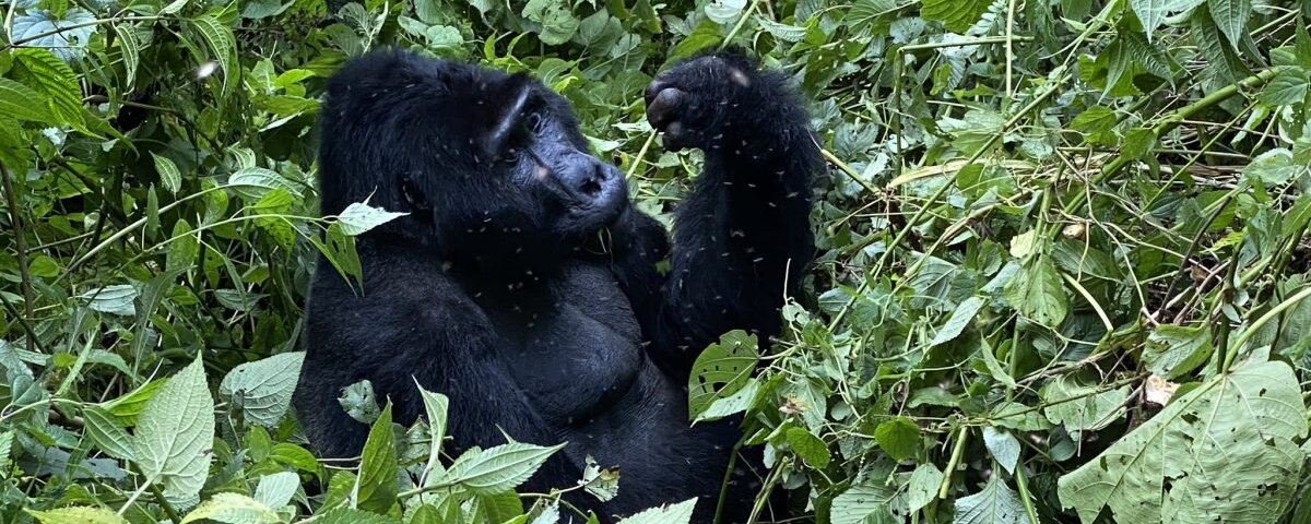 Uganda gorilla trekking last minute deals