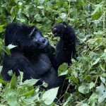Uganda gorilla trekking last minute deals