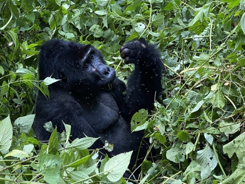 Uganda gorilla trekking last minute deals