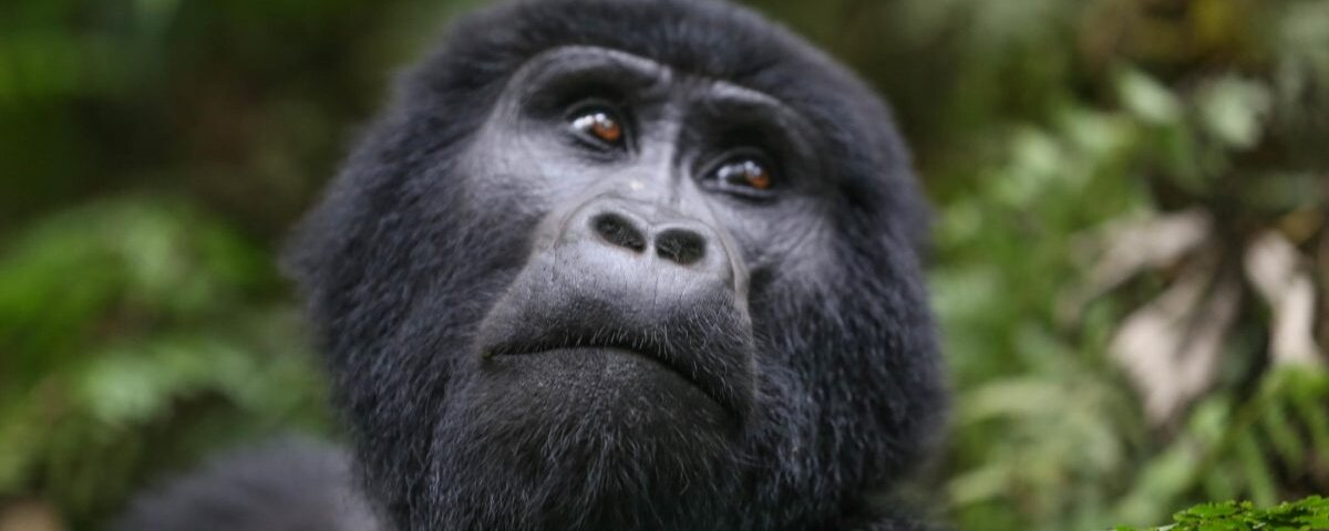 Uganda gorilla trekking permits cost