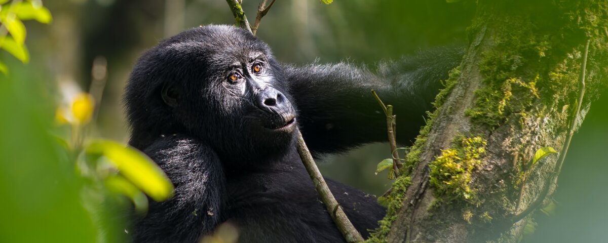 Uganda gorilla trekking photography tips