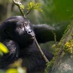Uganda gorilla trekking photography tips