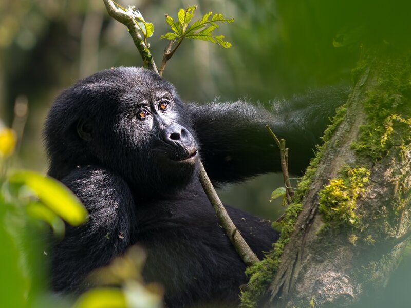 Uganda gorilla trekking photography tips