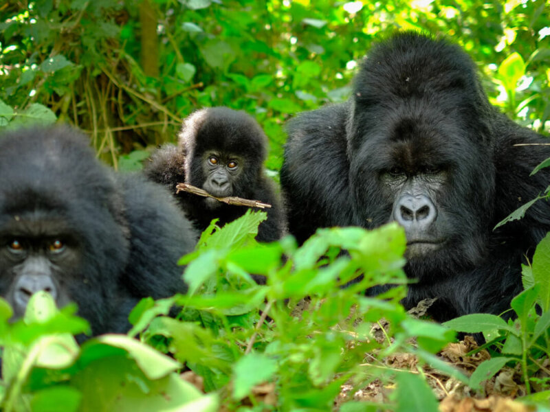 Uganda gorilla trekking price