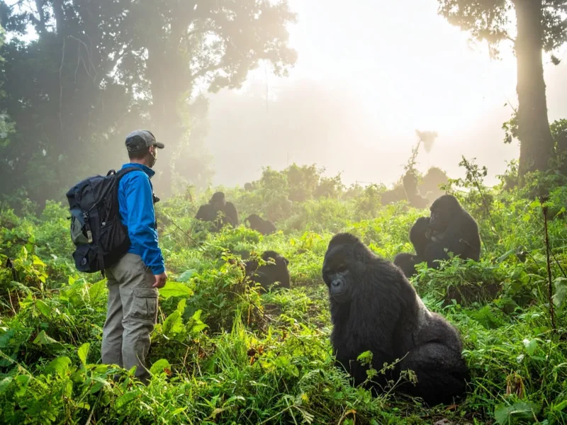 Uganda gorilla trekking rain season tips