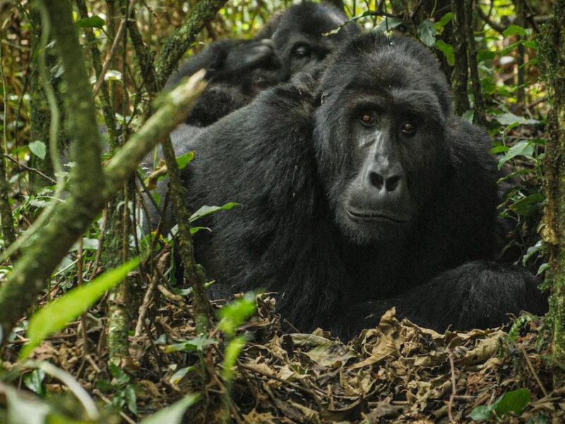 Uganda gorilla trekking requirements