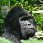 Uganda gorilla trekking rules
