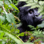 Uganda gorilla trekking safety guide