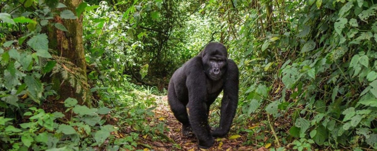 Uganda gorilla trekking solo travel