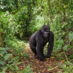 Uganda gorilla trekking solo travel