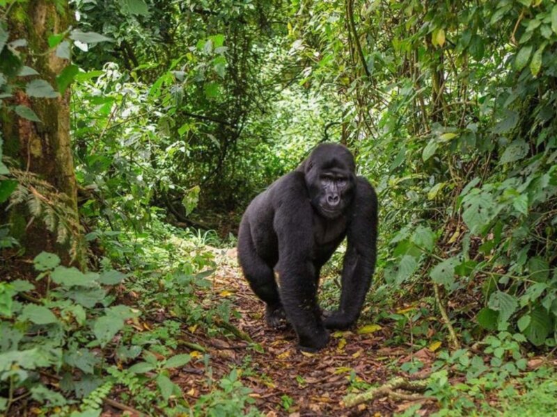 Uganda gorilla trekking solo travel