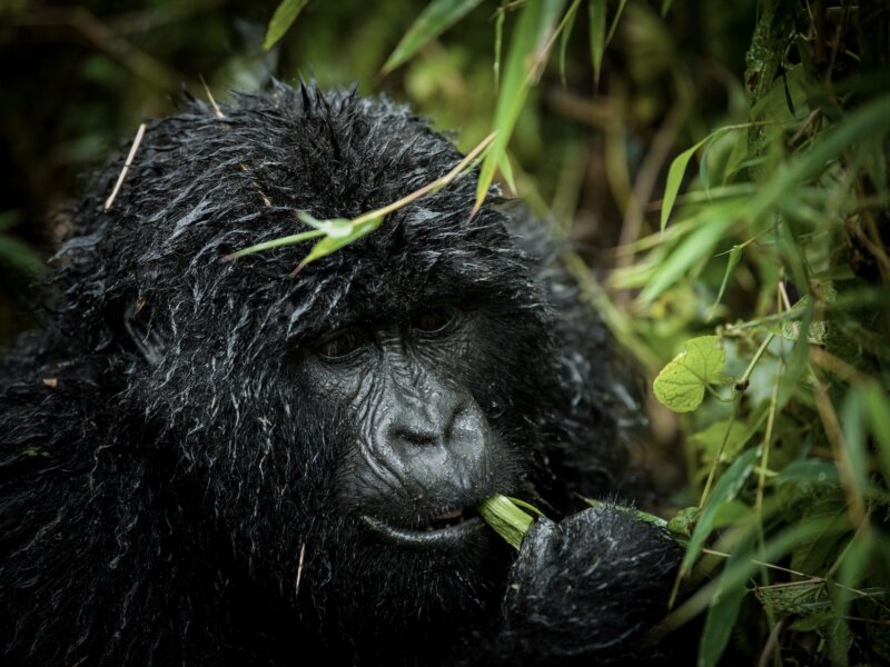 Uganda gorilla trekking transport options