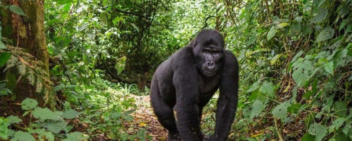 Uganda gorilla trekking travel tips