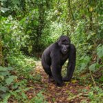 Uganda gorilla trekking travel tips