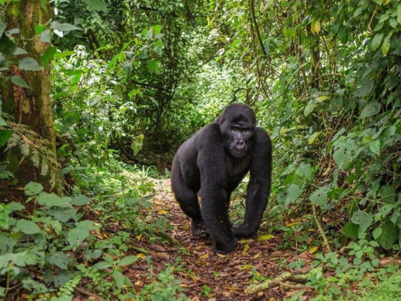 Uganda gorilla trekking travel tips