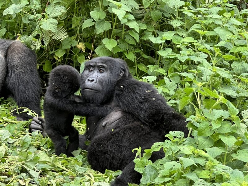 Uganda gorilla trekking visa requirements