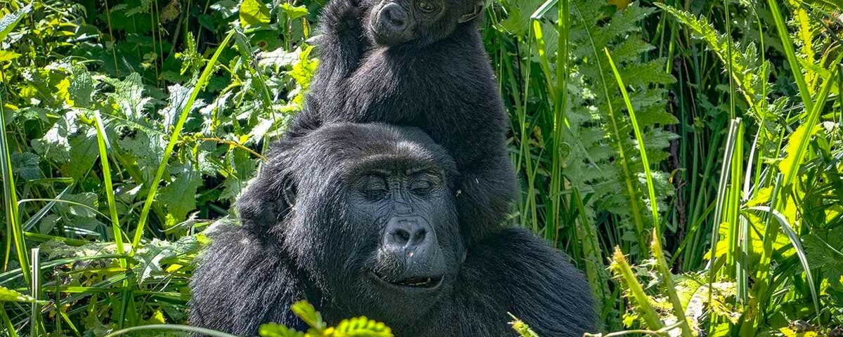 Uganda gorilla trekking wildlife encounters