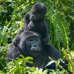 Uganda gorilla trekking wildlife encounters