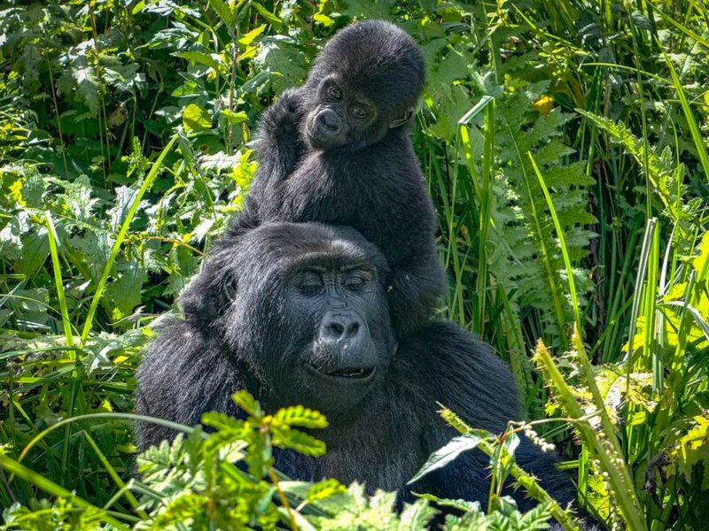 Uganda gorilla trekking wildlife encounters