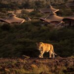 What to Expect on Your First Game Drive in Kenya