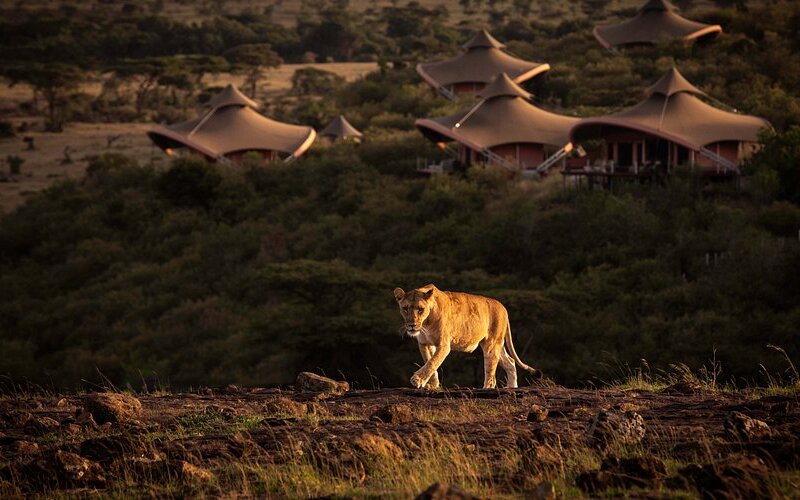 What to Expect on Your First Game Drive in Kenya