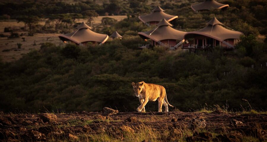 What to Expect on Your First Game Drive in Kenya