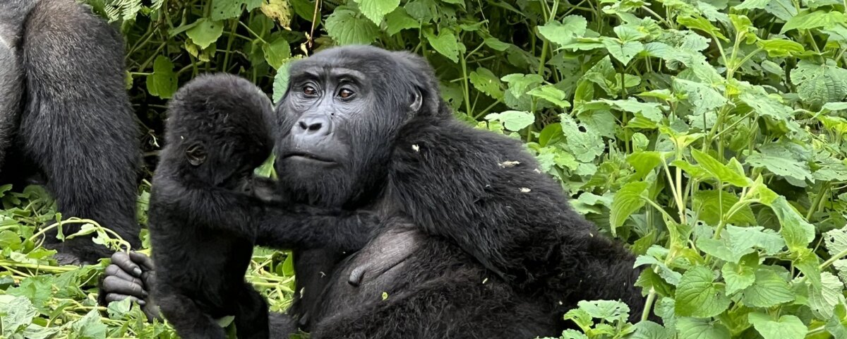 What to expect on Uganda gorilla safari