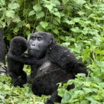 What to expect on Uganda gorilla safari