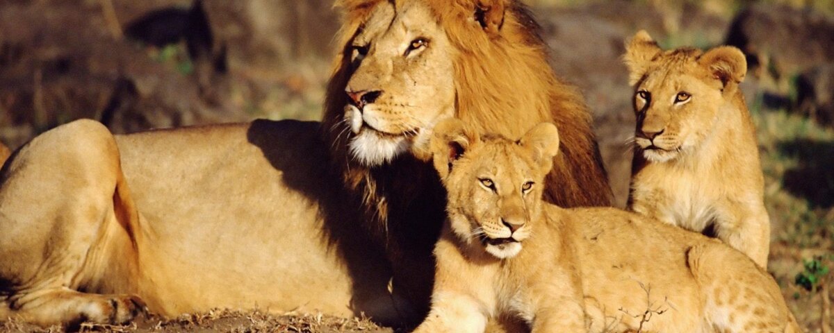 Where to See Lions in Kenya