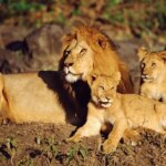Where to See Lions in Kenya