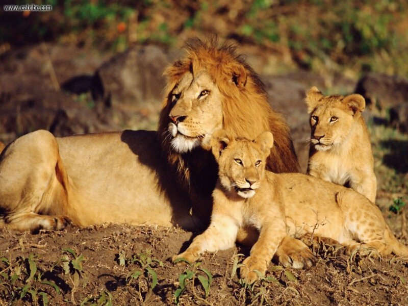 Where to See Lions in Kenya