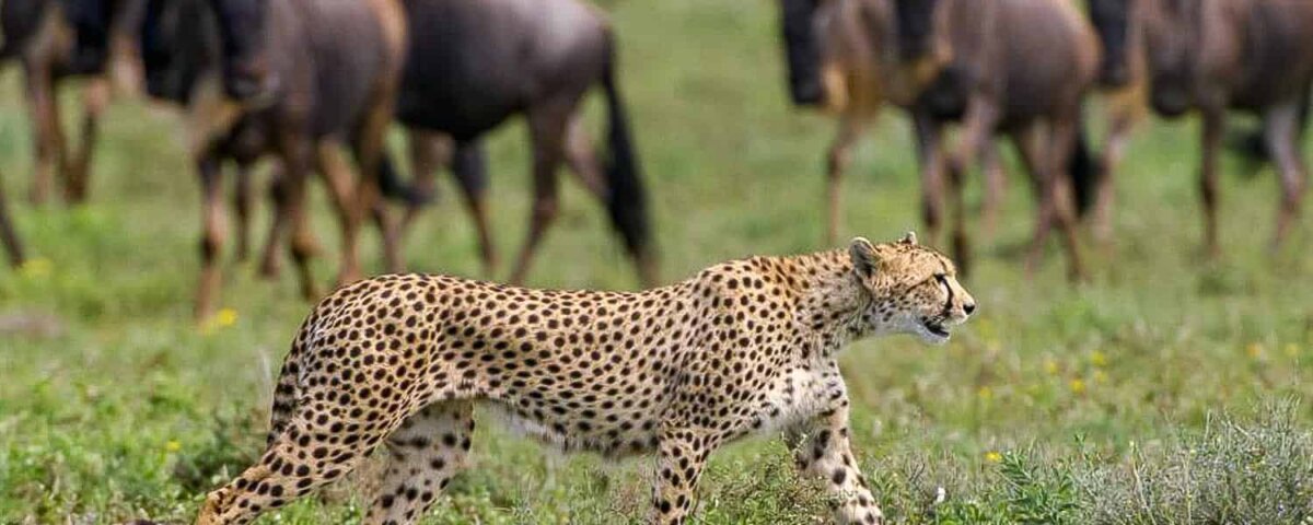 Which Animals Will I See on a Serengeti Safari