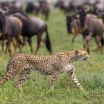 Which Animals Will I See on a Serengeti Safari