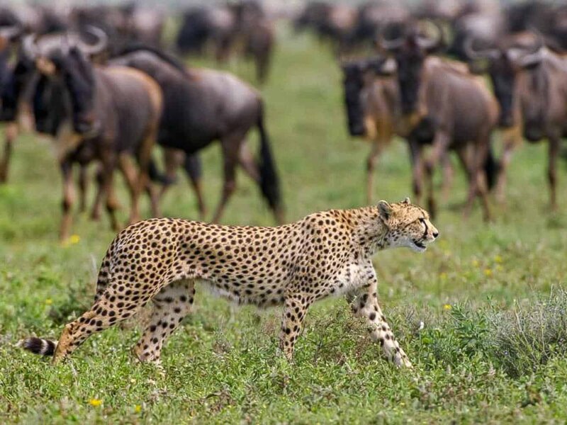 Which Animals Will I See on a Serengeti Safari