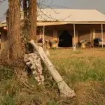 Whisper Tarangire Safari Camp