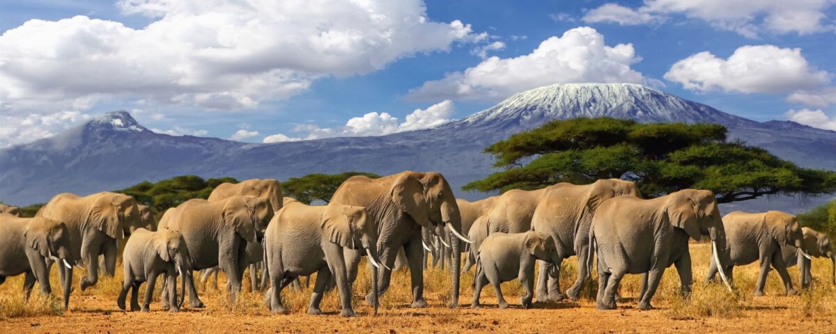Why Kenya is the Best Safari Destination in Africa