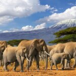 Why Kenya is the Best Safari Destination in Africa