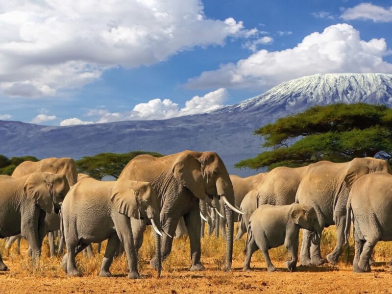 Why Kenya is the Best Safari Destination in Africa