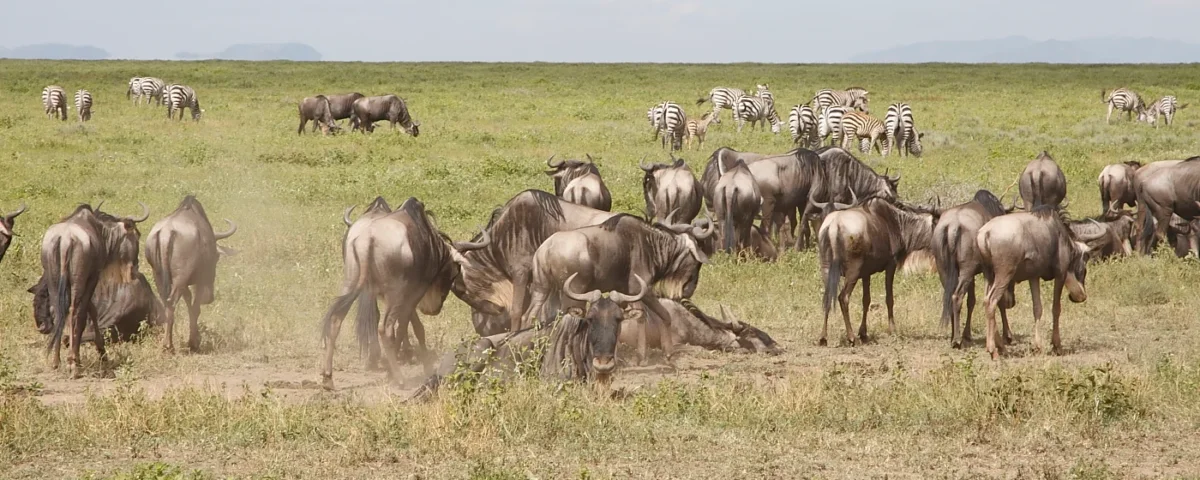 What Will Be the Most Thrilling Event in Your Tanzania Safari?