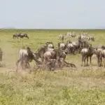 What Will Be the Most Thrilling Event in Your Tanzania Safari?