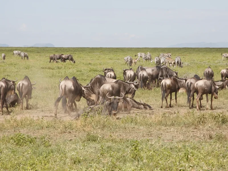 What Will Be the Most Thrilling Event in Your Tanzania Safari?