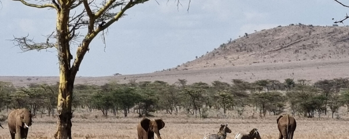 Wildlife Conservation Projects in Kenya