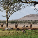 Wildlife Conservation Projects in Kenya