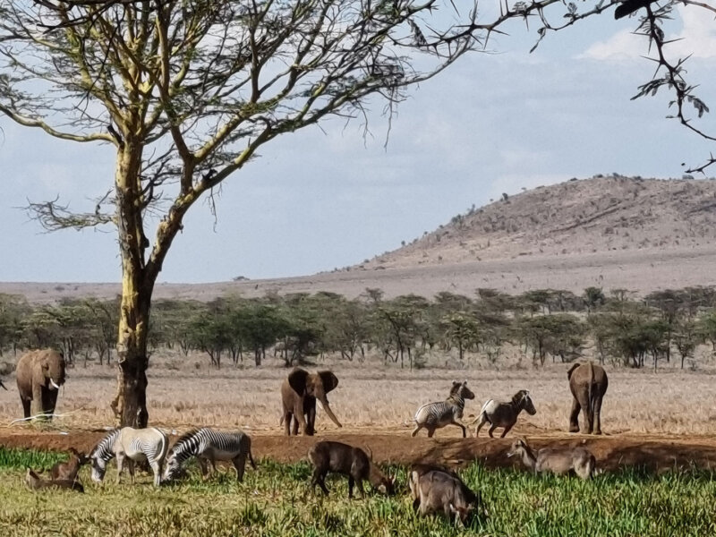 Wildlife Conservation Projects in Kenya
