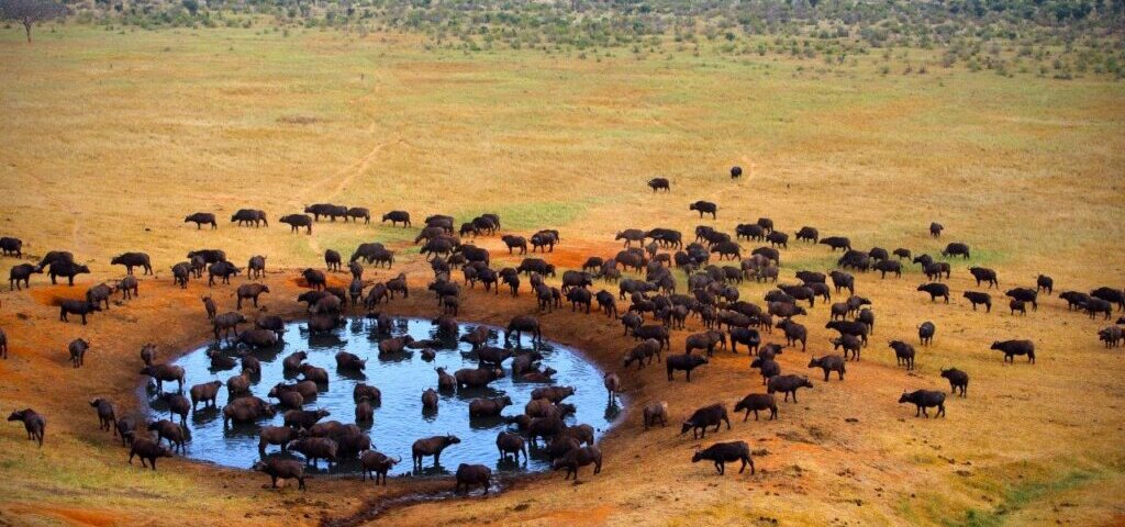 Wildlife Encounters in Kenya Safaris