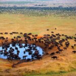 Wildlife Encounters in Kenya Safaris